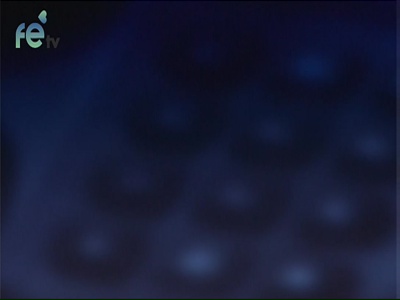 Fé TV